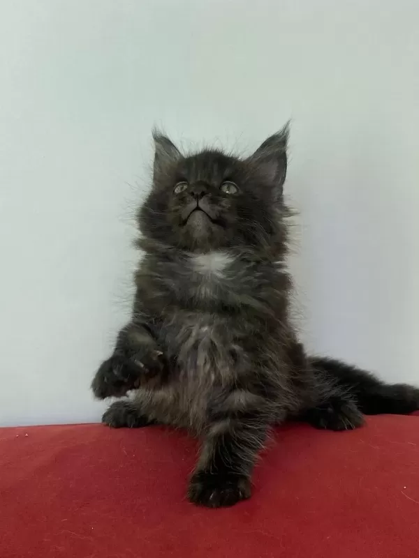 Maine Coon Black Smoke Erkek Yavru