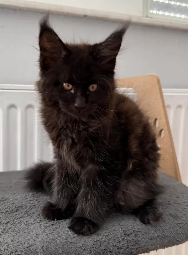 Xxl Maine Coon Erkek