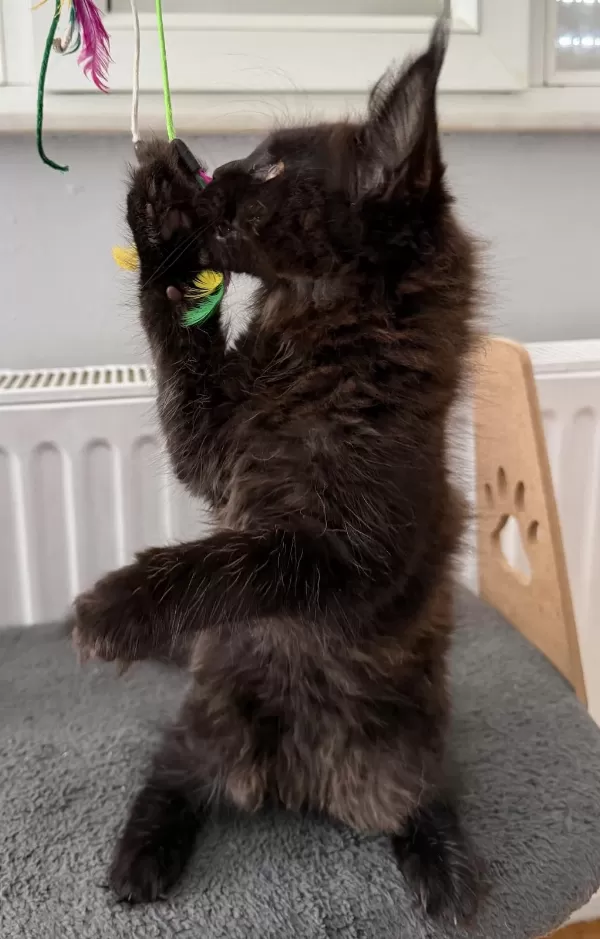 Xxl Maine Coon Erkek