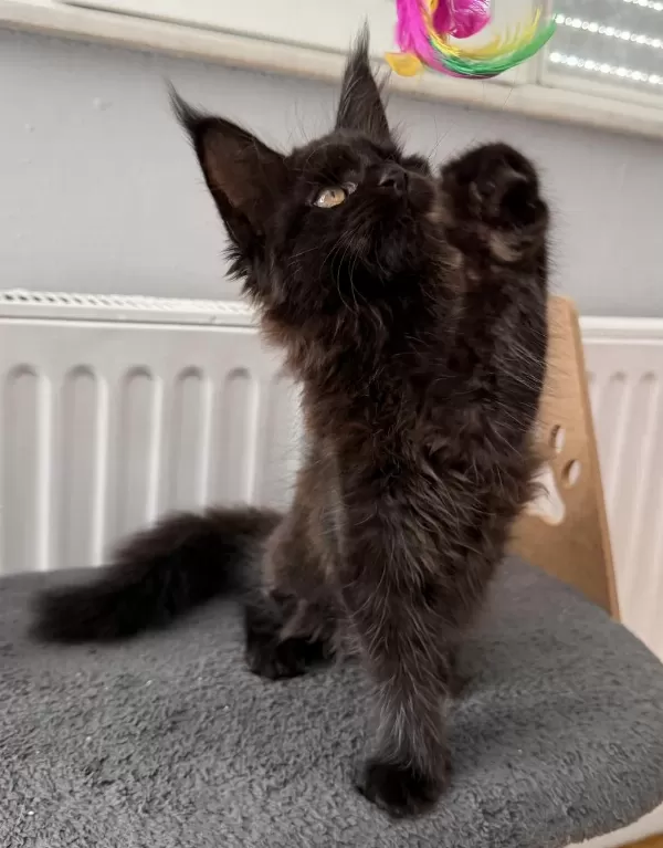 Xxl Maine Coon Erkek