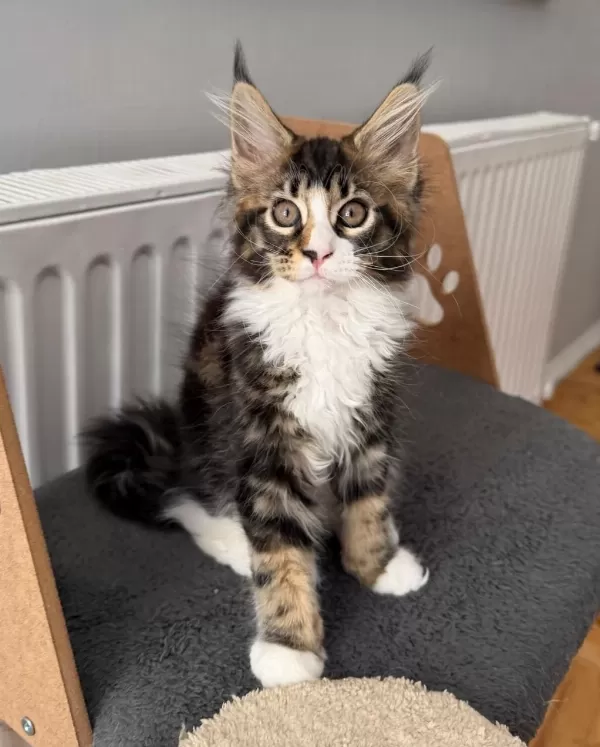 Maine Coon Dişi N09 22
