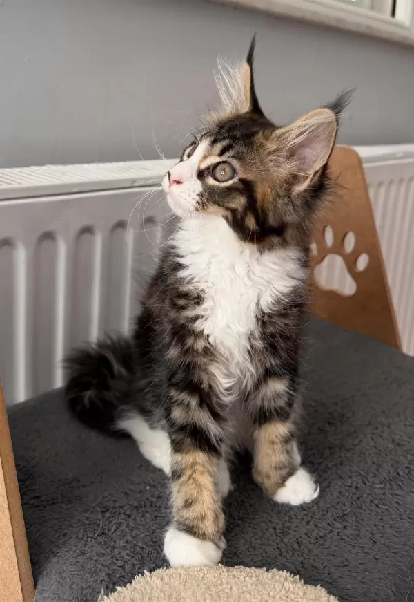 Maine Coon Dişi N09 22