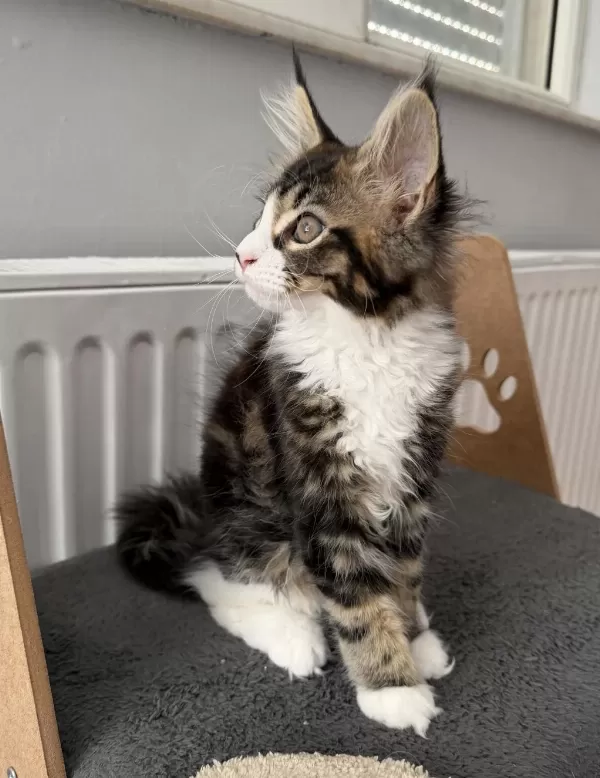Maine Coon Dişi N09 22