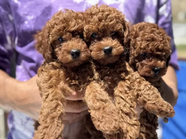 Ankaranın En Seçkin Minyatür Poodle Yavruları