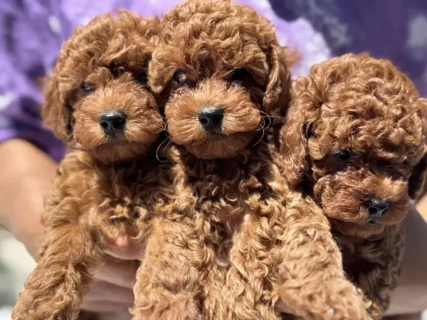 Ankaranın En Seçkin Minyatür Poodle Yavruları