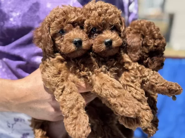 Ankaranın En Seçkin Minyatür Poodle Yavruları