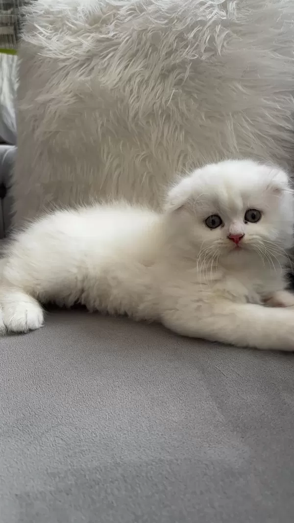 Ailenize Yeni Bir Dost Kediniz Olsun