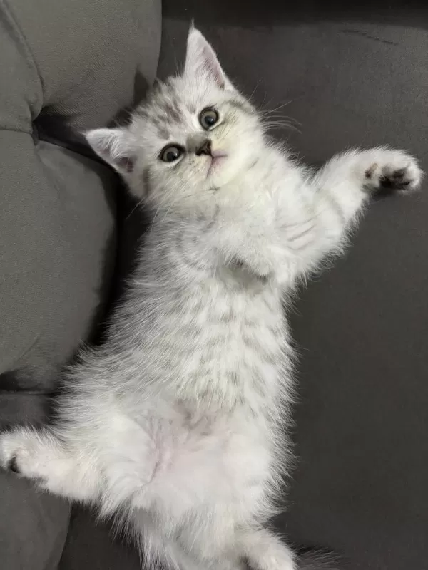 Ailenize Yeni Bir Dost Kediniz Olsun