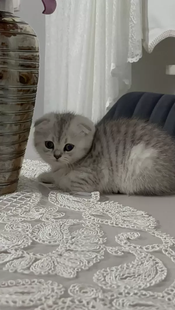 Ailenize Yeni Bir Dost Kediniz Olsun
