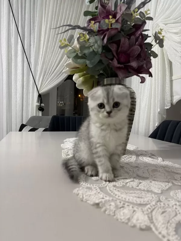 Ailenize Yeni Bir Dost Kediniz Olsun