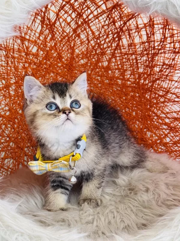 British Shorthair Black Golden Yavru