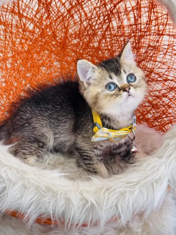 British Shorthair Black Golden Yavru