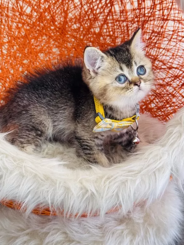 British Shorthair Black Golden Yavru