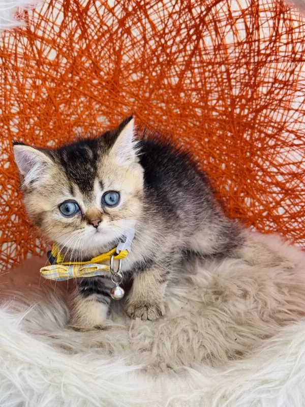 British Shorthair Black Golden Yavru