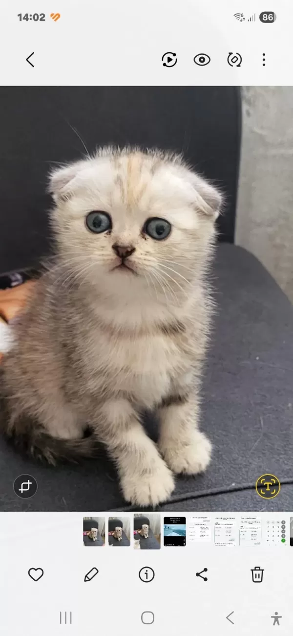 Güzel Scottish Fold Bebişlerim