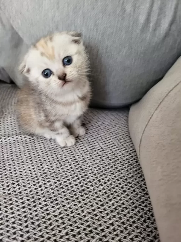 Güzel Scottish Fold Bebişlerim