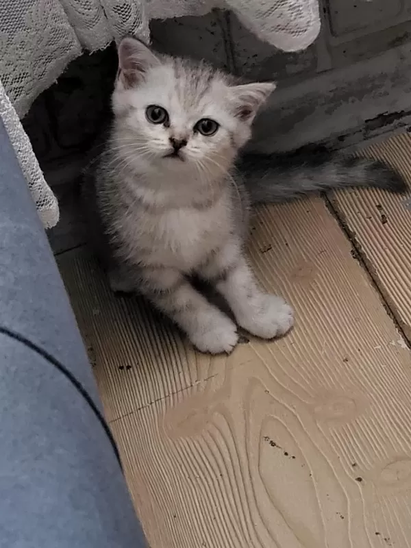 Güzel Scottish Fold Bebişlerim