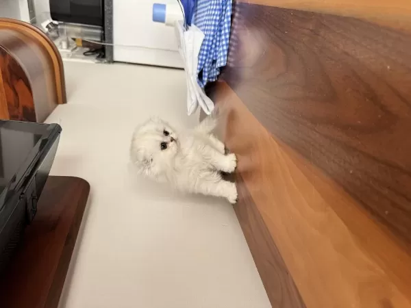 Kendi Kedimizin Yavruları