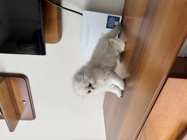 Kendi Kedimizin Yavruları
