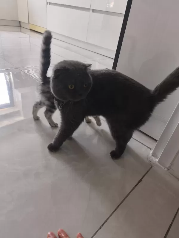 Acil Ücretsiz Scottish Fold Sahiplendirme