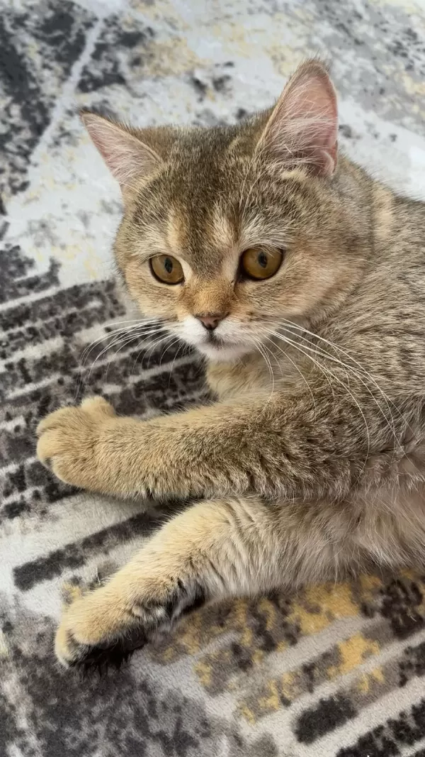Acil Ücretsiz Sahiplendirme Kedimiz