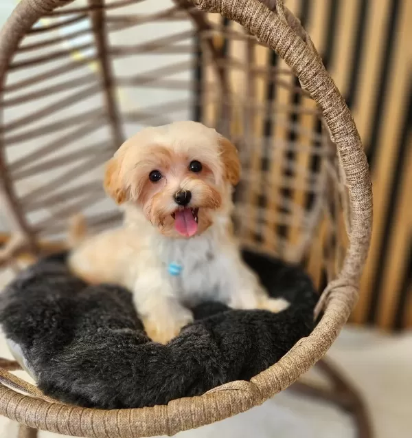 Maltipoo Yavrularimiz