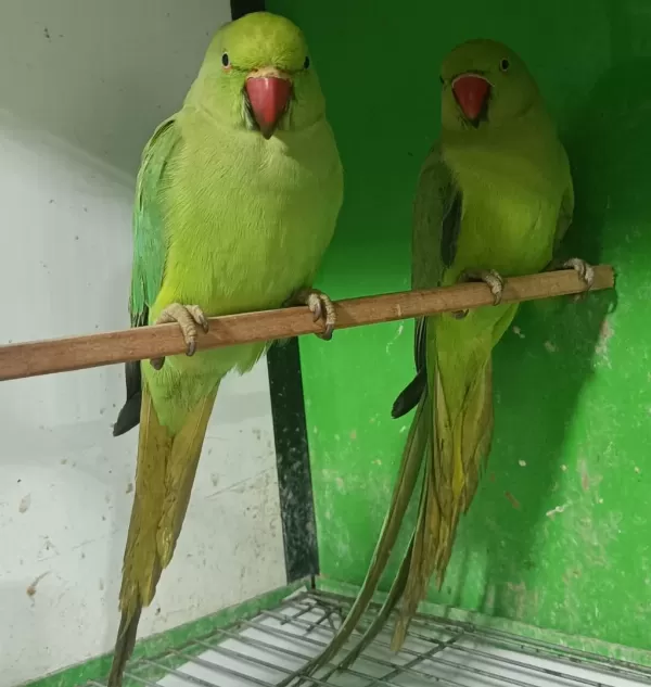Kapalı Bilezik Pakistan Papağanları
