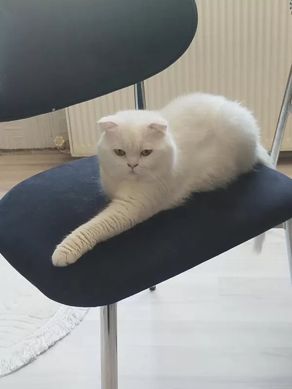 Beyaz Scottish Fold Erkek