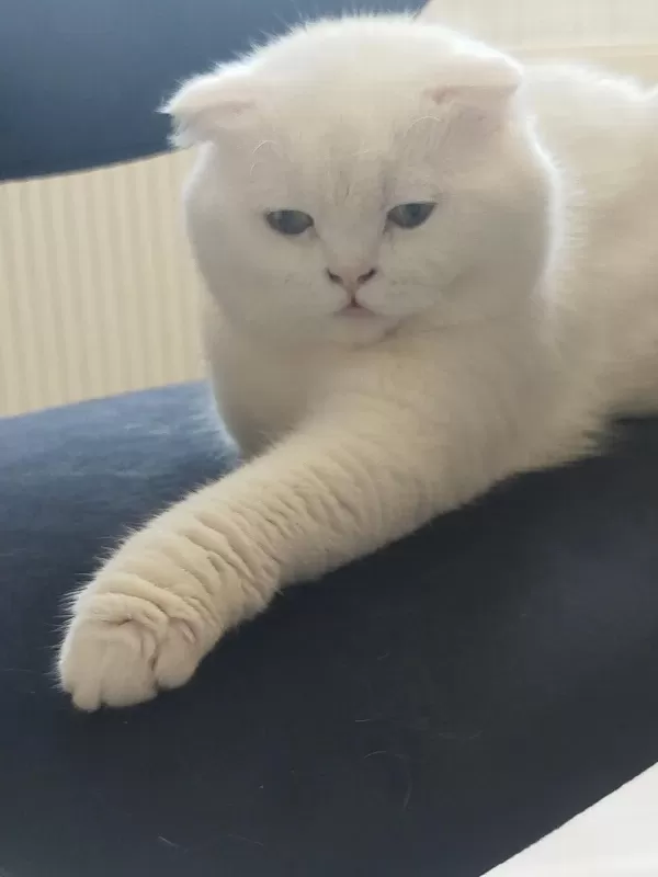 Beyaz Scottish Fold Erkek