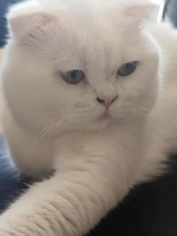 Beyaz Scottish Fold Erkek