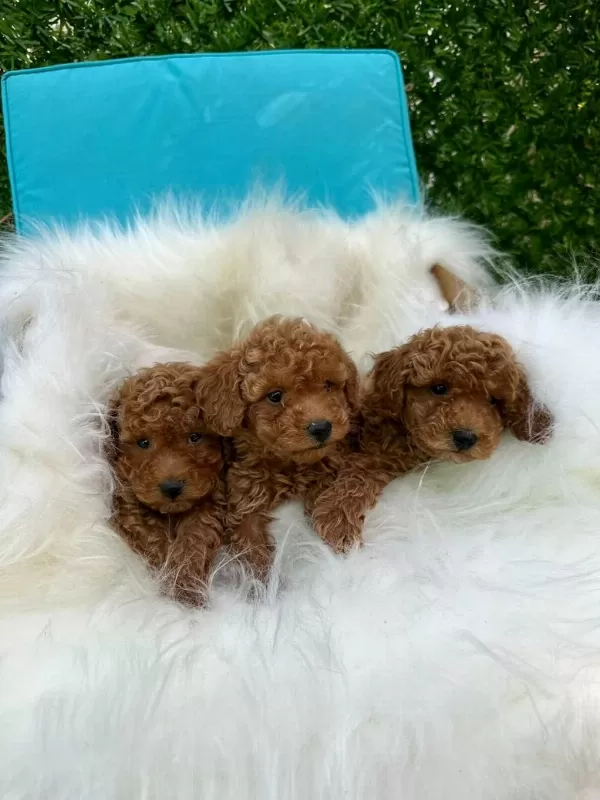 Denizli Merkez Teslime Hazir Poodle Yavrular