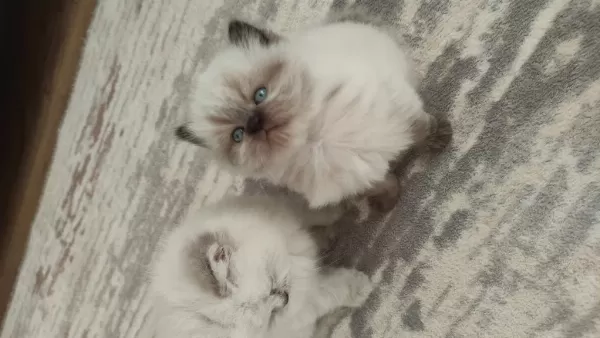 Mavi Gözlü British Longhair Prenses