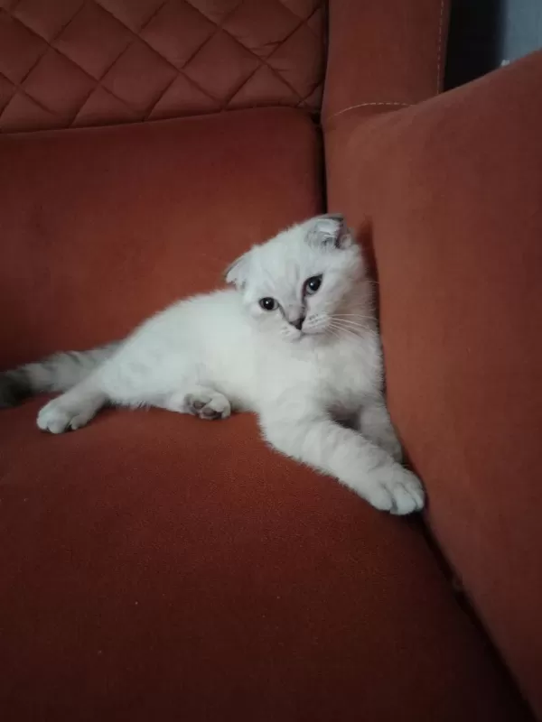 Kirik Kulak Dişi Kedimiz Yeni Sahibini Bekliyor