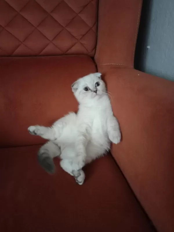 Kirik Kulak Dişi Kedimiz Yeni Sahibini Bekliyor