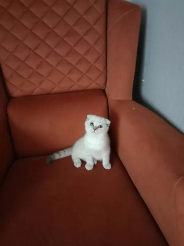 Kirik Kulak Dişi Kedimiz Yeni Sahibini Bekliyor