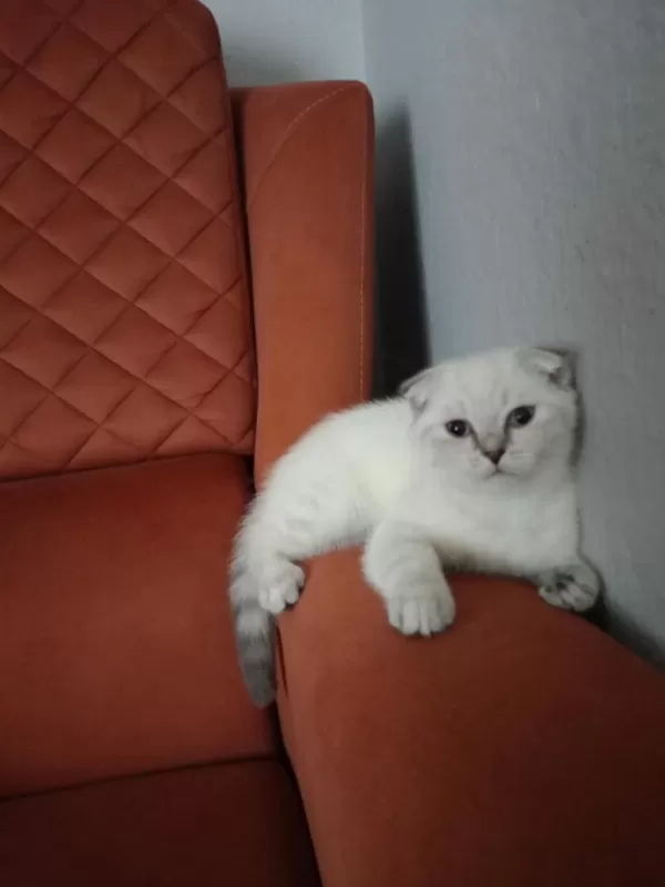 Kirik Kulak Dişi Kedimiz Yeni Sahibini Bekliyor