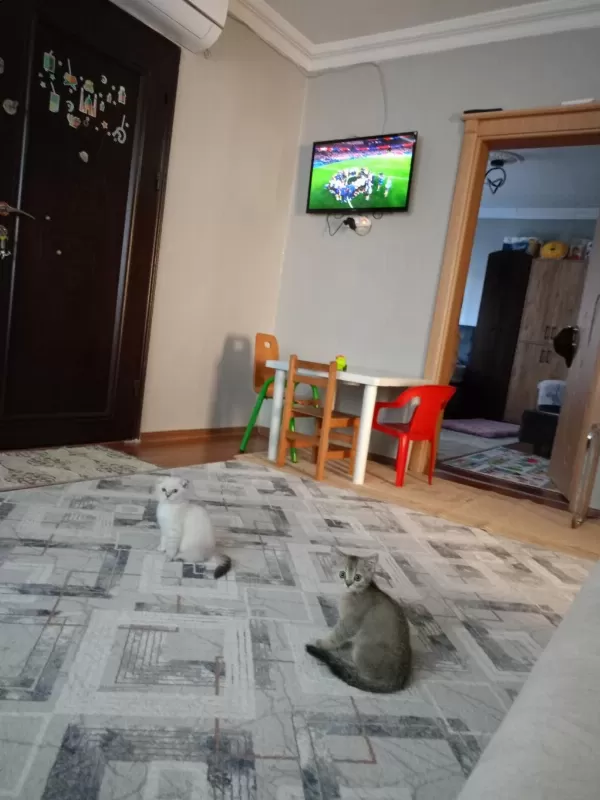 Kirik Kulak Dişi Kedimiz Yeni Sahibini Bekliyor