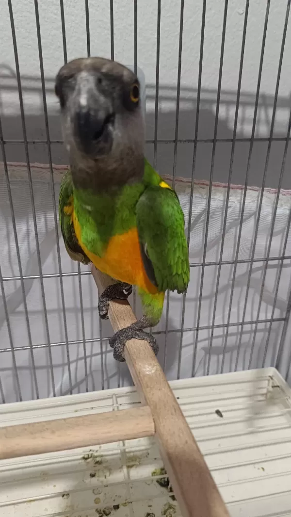 Senegal Papağanı 13 Aylık