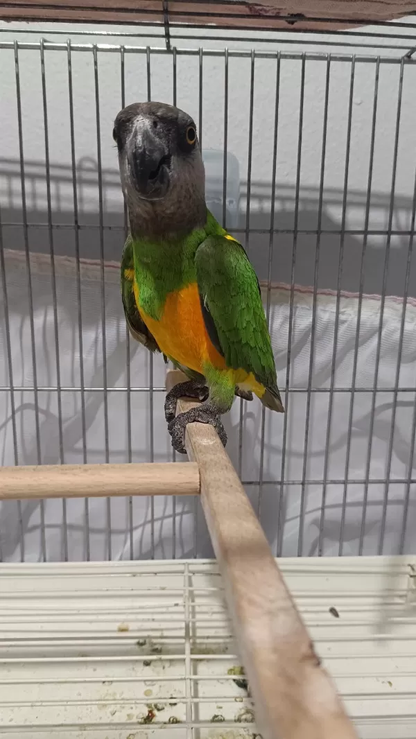 Senegal Papağanı 13 Aylık