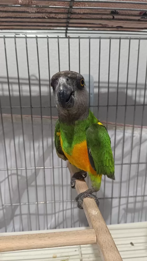Senegal Papağanı 13 Aylık