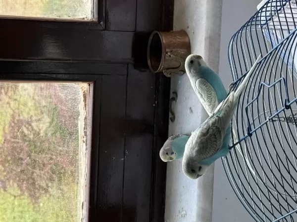 Yeni Yeme Düşmüş Yavru Muhabbet Kuşları