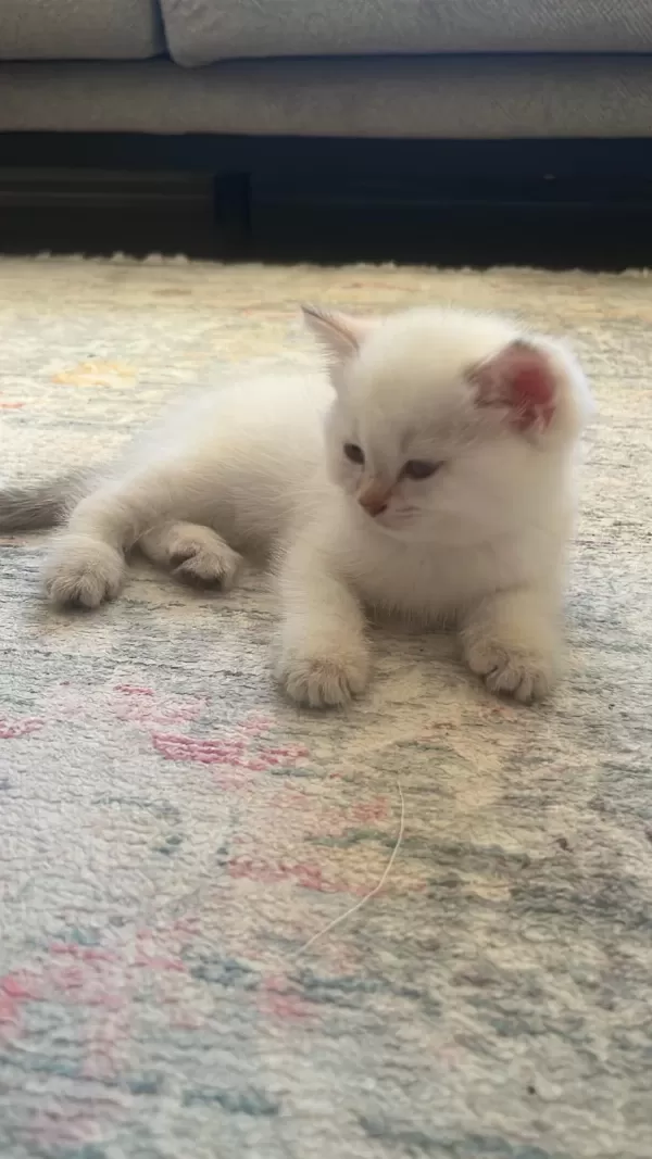 British Shorthair Ballar Hazirlar