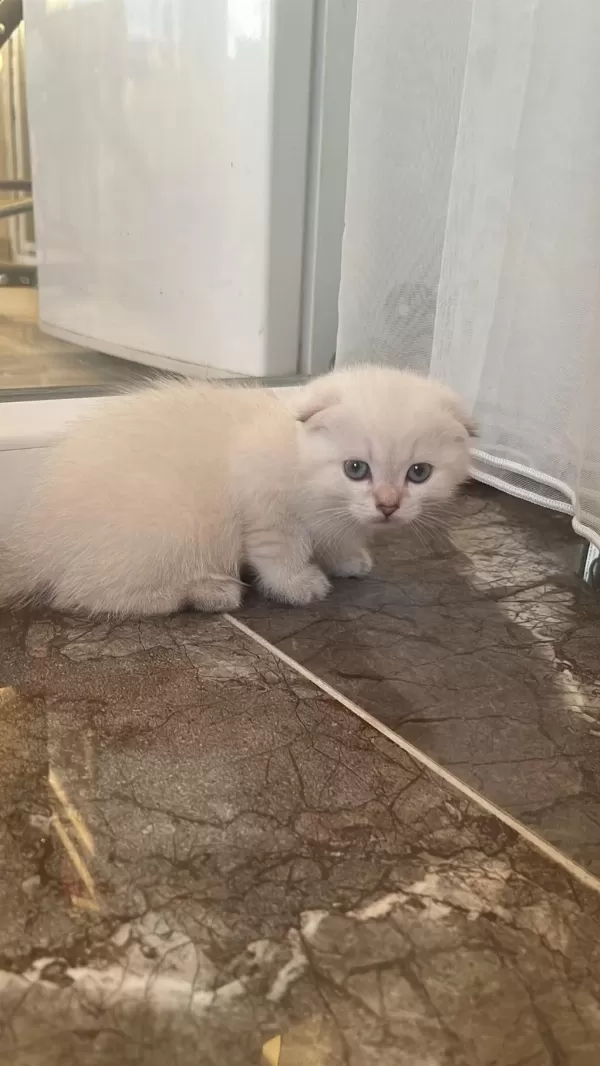 Scottish Fold Paşam Ve Prenses Hazir