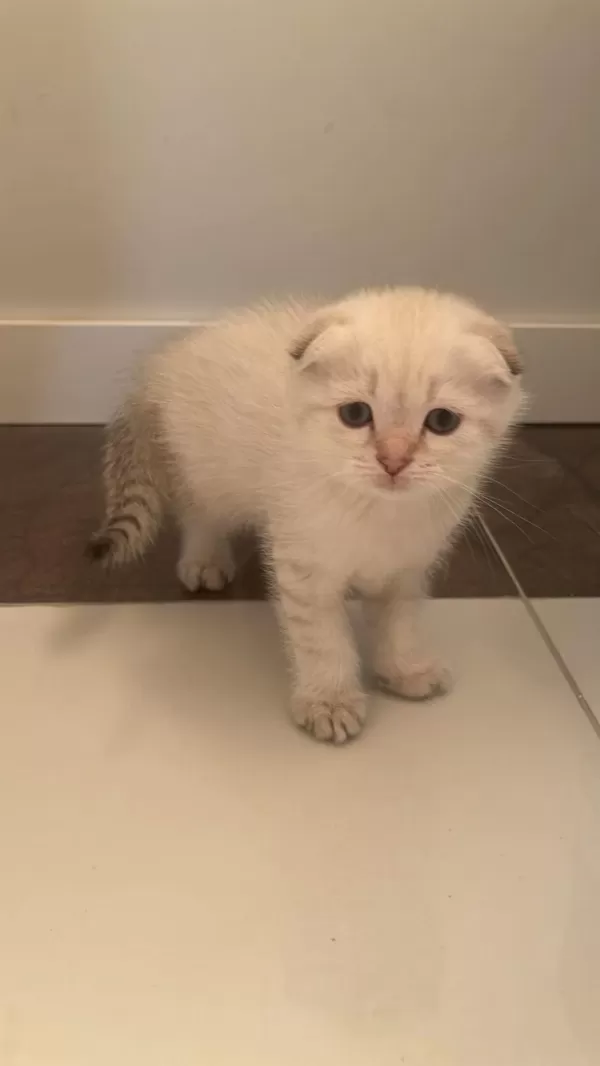 Scottish Fold Paşam Ve Prenses Hazir