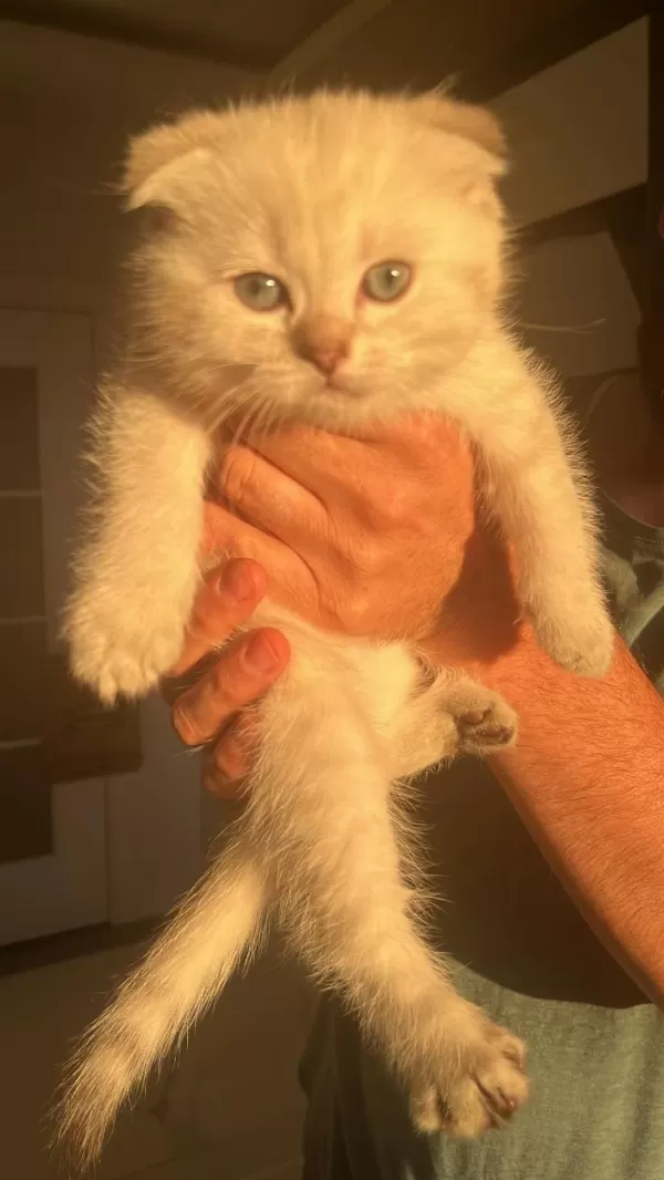 Scottish Fold Paşam Ve Prenses Hazir