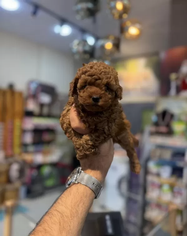 Safkan Toy Poodle Yavrularımız
