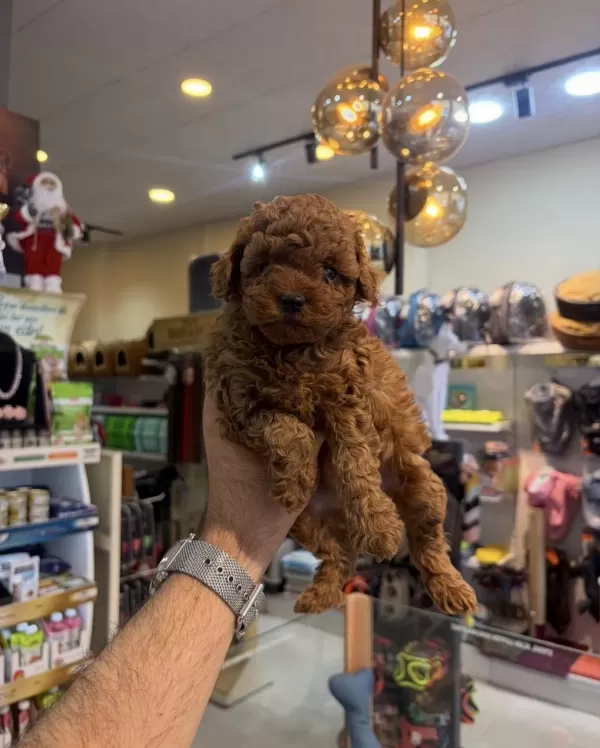 Safkan Toy Poodle Yavrularımız
