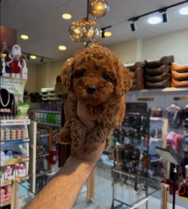 Safkan Toy Poodle Yavrularımız