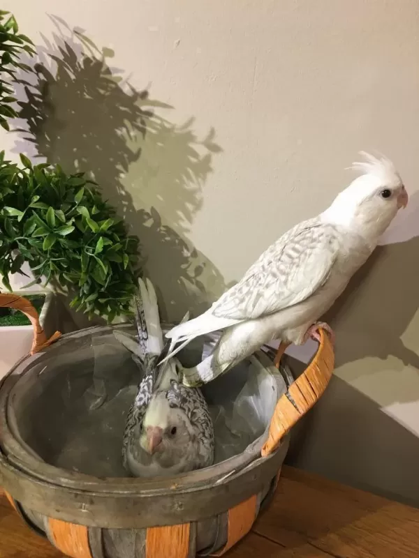 İsirma Yok Bebek Yeme Düştü Wf White Konuşturmalik Sultan