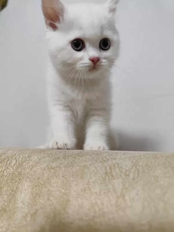 British Shorthair White
